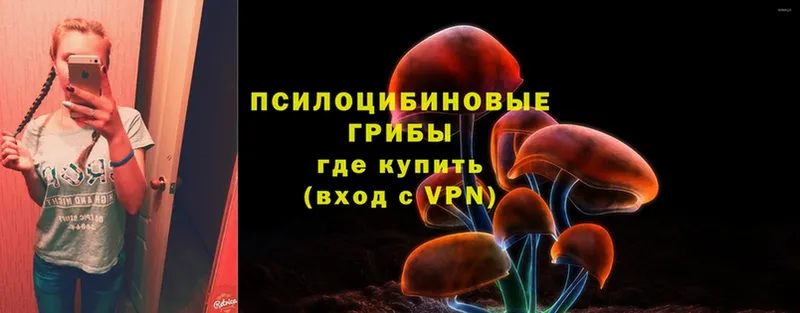 купить закладку  Кудрово  Галлюциногенные грибы Cubensis 